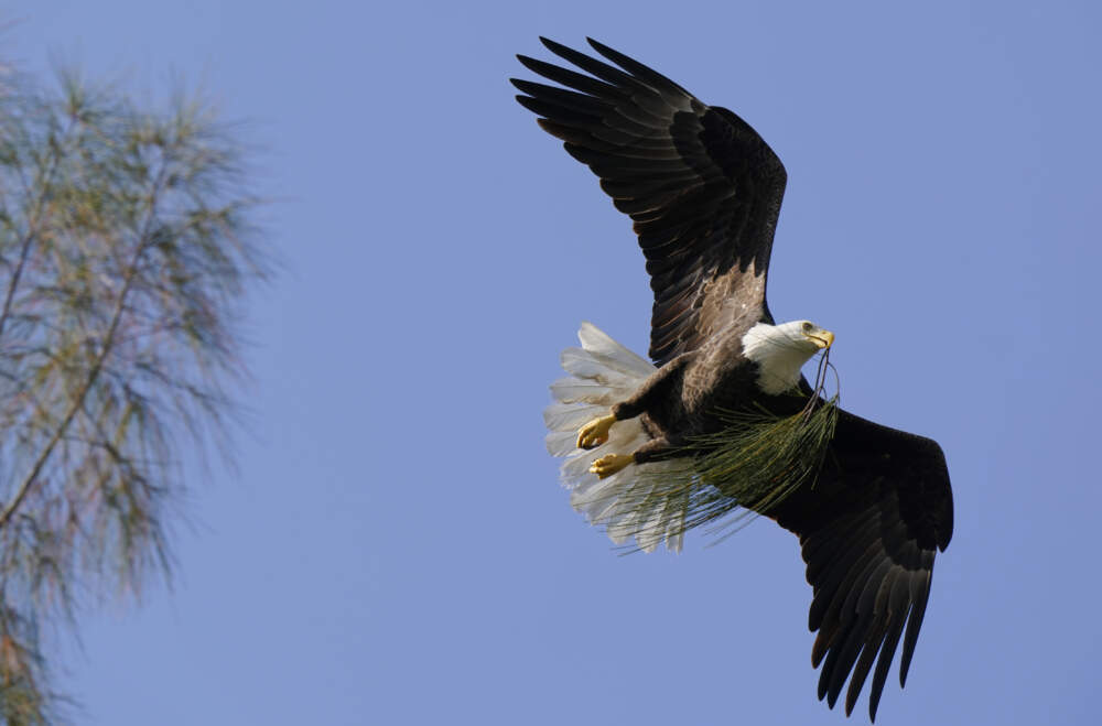 A bald eagle brings pine needles to a nest it is building, Dec. 10, 2021, in Pembroke Pines, Fla. (Wilfredo Lee/AP)