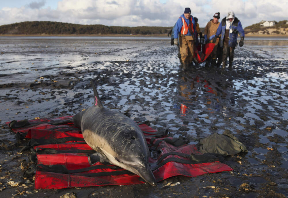 An International Fund for Animal Welfare team carries a stranded common dolphin to a waiting vehicle while another waits to be rescued at Herring River in Wellfleet, Mass. (Julia Cumes/AP)