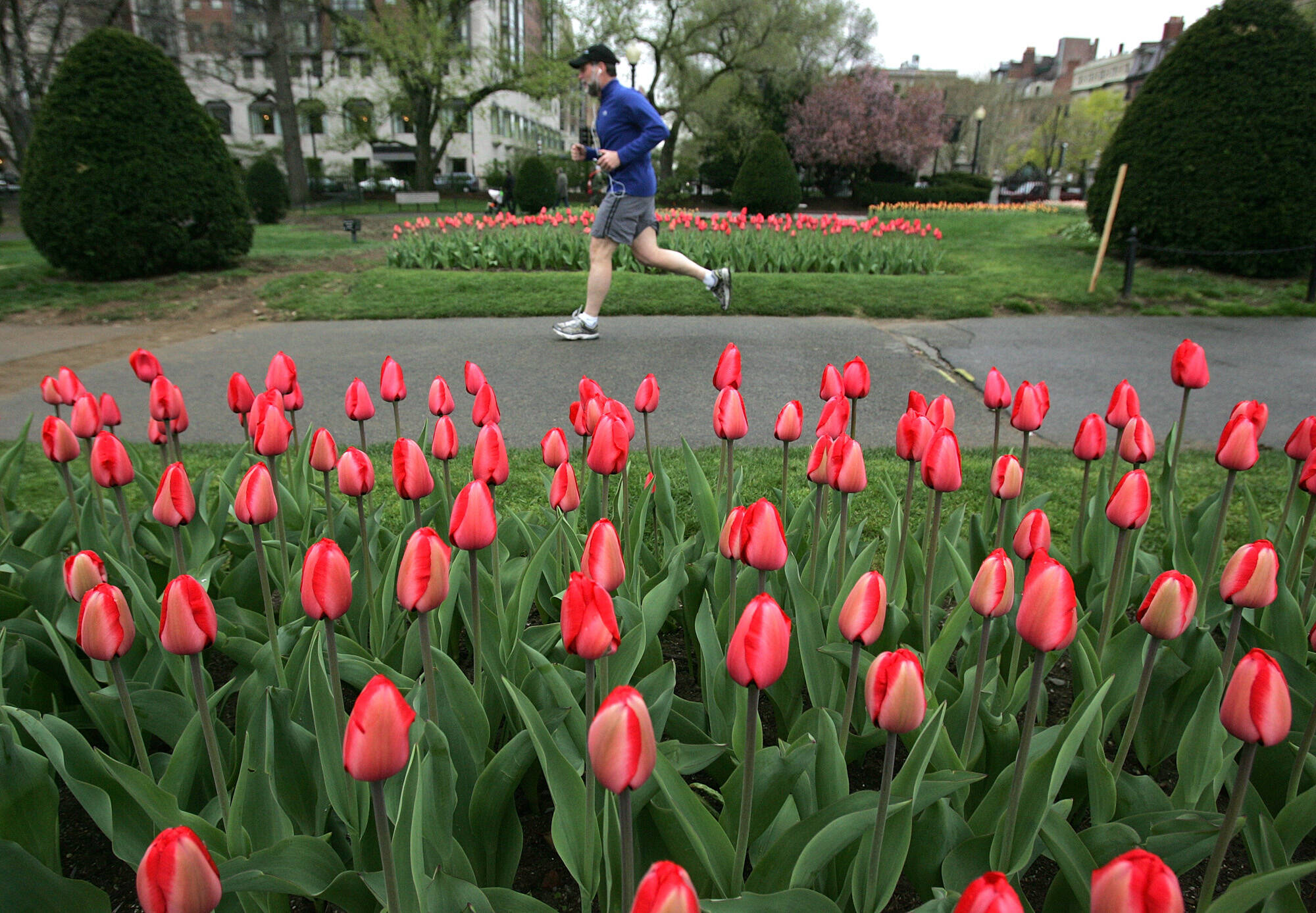 A runner jogs by a bed of tulips in the Boston Public Garden. (Photo by Lisa Hornak/MediaNews Group/Boston Herald via Getty Images)
