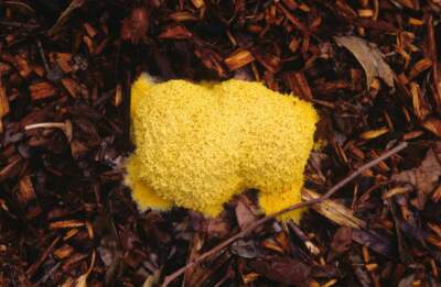 Slime mould, often called Dog's vomit slime mould (Fuligo septica), not a fungus but an amoeba-like organism that engulfs bacteria and other prey with its pseudopods. Australia. (Photo by Auscape/Universal Images Group via Getty Images)