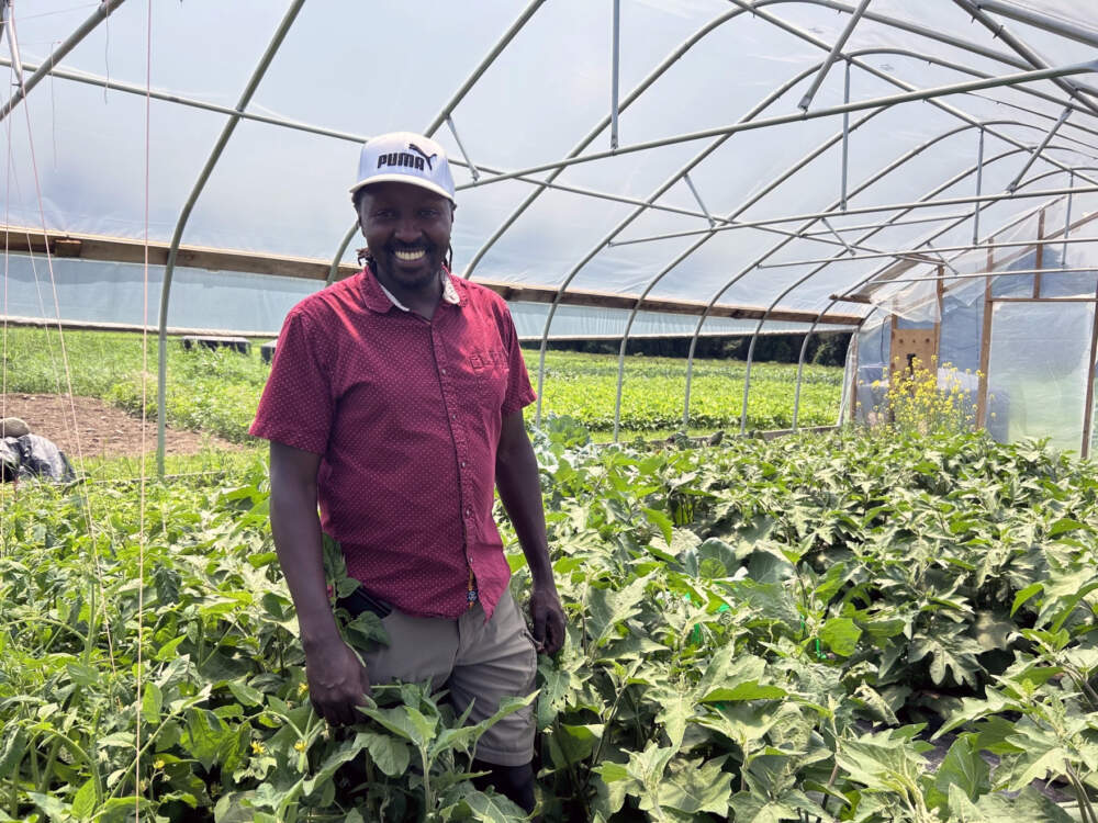 Anthony Munene stands under one of Fresh Start’s high tunnels, which extend the growing season. He says that’s especially helpful for crops that take a long time to grow, like African eggplant.