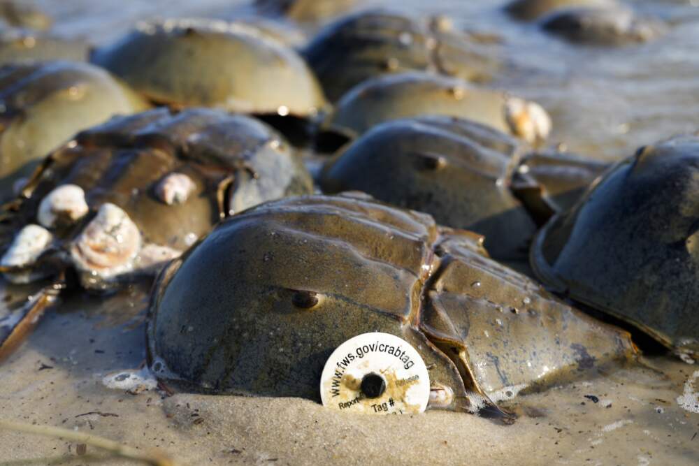 A tagged horseshoe crab spawns at Reeds Beach in Cape May Court House, N.J., Tuesday, June 13, 2023. (Matt Rourke/AP)