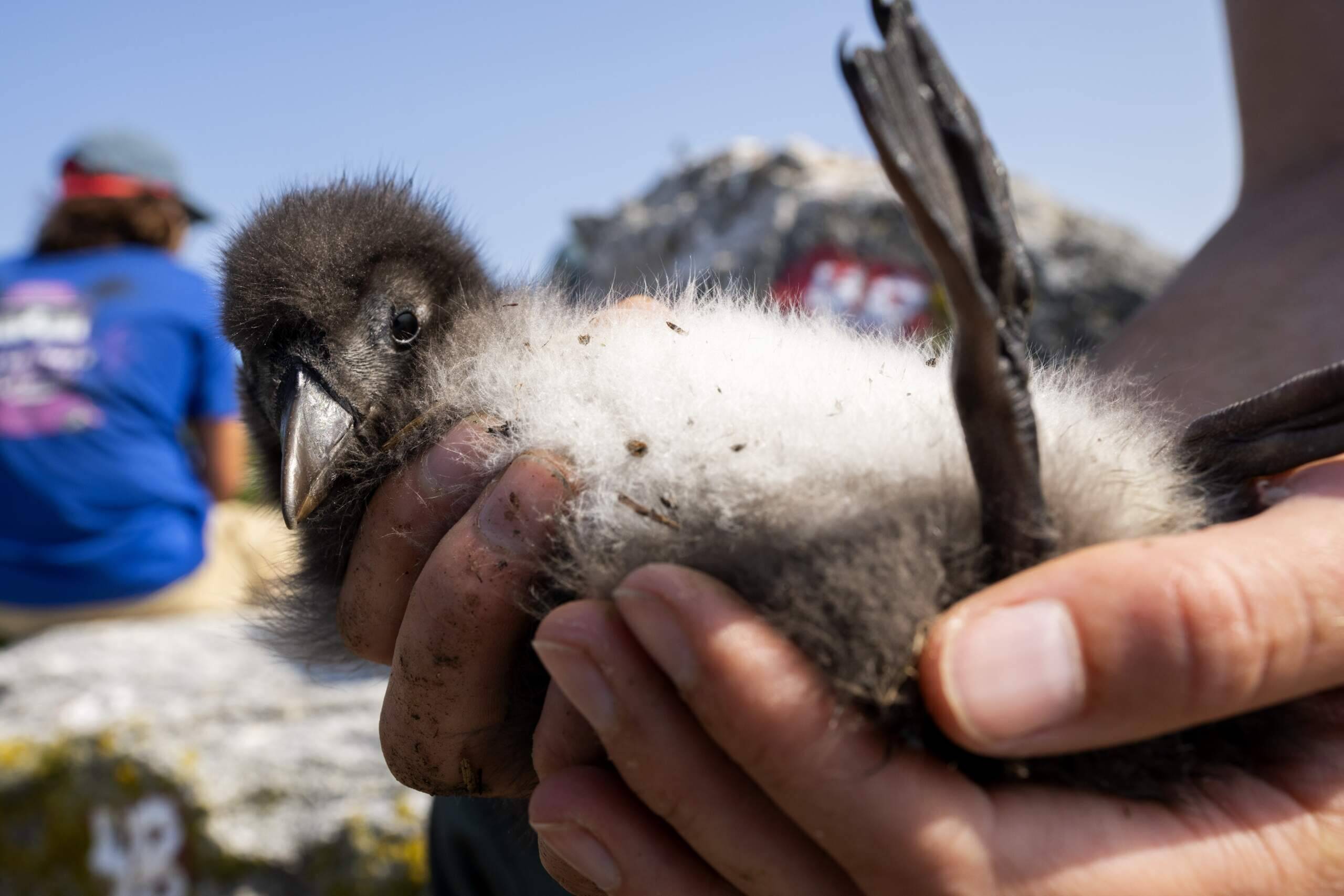 A biologist holds a healthy Atlantic puffin chick on Eastern Egg Rock, Maine on Aug. 5. (Robert F. Bukaty/AP)