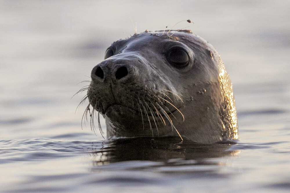 A harbor seal pokes its head out of the water in Casco Bay, Thursday, July 30, 2020, off Portland, Maine. (Robert F. Bukaty/AP)