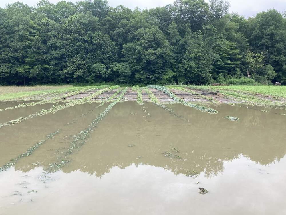 Natural Roots Farm in Conway, Massachusetts after the July 2023, floods. Photo by David Fisher