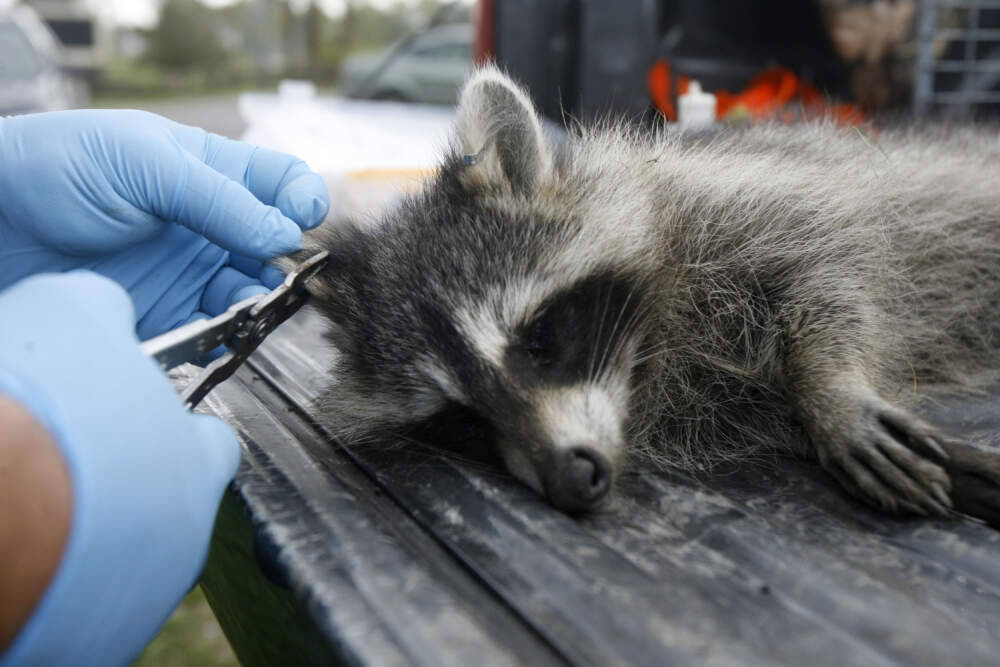 A tranquillized raccoon has its ear tagged by U.S. Department of Agriculture wildlife specialist Robert Acabbo in Grand Isle, Vt., Thursday, Sept. 27, 2007. (Toby Talbot/AP)