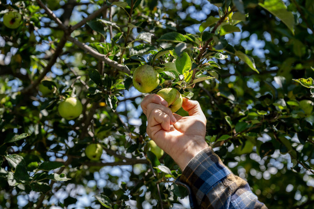 A hand reaching an apple in an orchard on Mount Warner in Hadley, Mass. Cider maker Jonathan Carr is experimenting with an apple variety typically grown in the South, the Old Fashioned Limbertwig. (Raquel C. Zaldivar/New England News Collaborative)