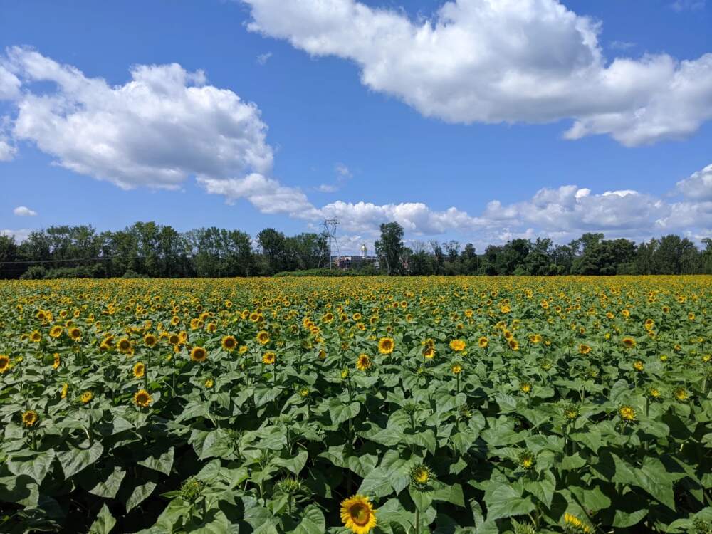 The New Hampshire State House can be seen behind the field of sunflowers at Sun Fox Farm in Concord. (Olivia Richardson/NHPR)