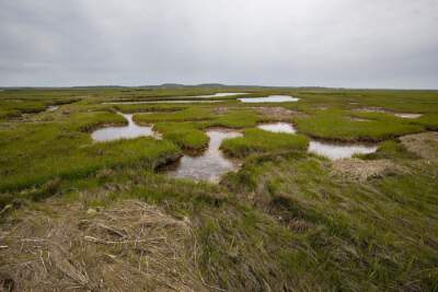 The Parker River Refuge marshlands in Newbury. (Jesse Costa/WBUR)