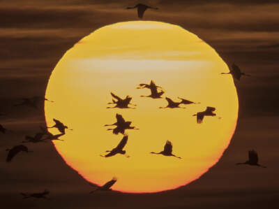Migrating cranes fly during sunset near Straussfurt, central Germany. (Jens Meyer/AP)