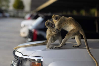 Vervet monkeys Higgins, left, and Andor fight playfully atop a car in the Park 'N Fly parking lot which lies adjacent to the swampy mangrove preserve where the monkey colony lives, Tuesday, March 1, 2022, in Dania Beach, Fla. For 70 years, a group of non-native monkeys has made their home next to a South Florida airport runway, delighting visitors and becoming local celebrities. (Rebecca Blackwell/AP)