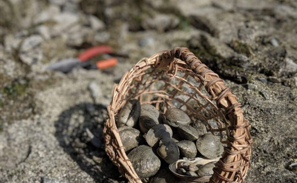 A basket of clams studied through Indigenous-based science as part of the new UMass research center. (Courtesy of Marco Hatch., Western Washington University via NEPM)