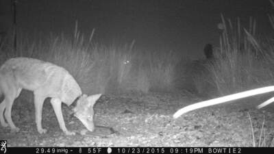In this Oct. 23, 2015 black and white  infrared photo released by the National Park Service shows coyote C-146 captured by a motion-triggered camera trap near in Northeast Los Angeles. (Courtesy of the National Park Service via AP)