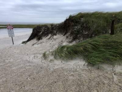 Dune grass whips in the wind at Skaket Beach in Orleans on Saturday morning as Tropical Cyclone Lee passed by the Massachusetts coast. (Lynn Jolicoeur/WBUR)