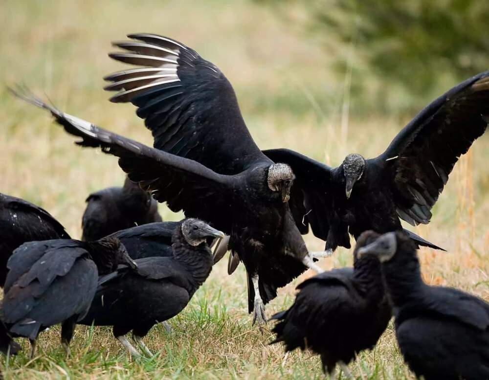 Black vulture populations are expanding across several states and causing problems for livestock producers. (Noppadol Paothong/Missouri Department of Conservation)