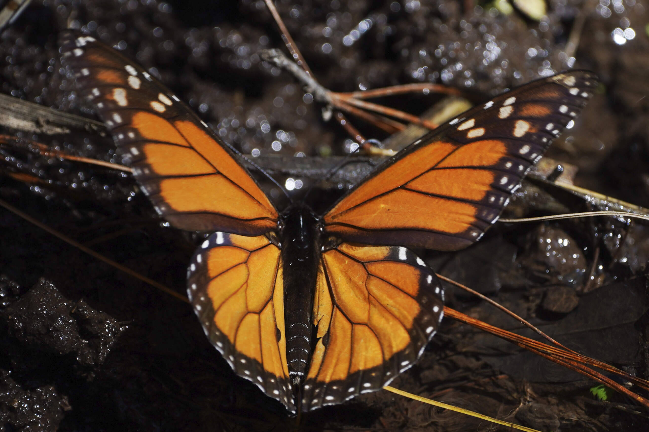 A monarch butterfly sits on a stream at Piedra Herrada sanctuary in the mountains near Valle de Bravo, Mexico, Wednesday, Jan. 4, 2023. (Marco Ugarte/AP)