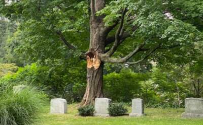 Tree #65 at Mount Auburn Cemetery, after a microburst broke off a large limb. (Courtesy Liza Ketchum)