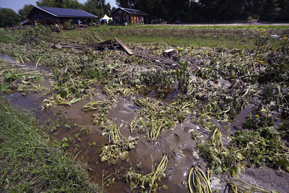 Flood waters remain on the destroyed fields at the Intervale Community Farm after flooding and rain, July 17, 2023, in Burlington, Vt. (Charles Krupa/AP)