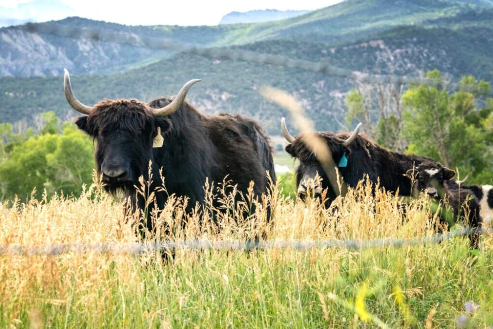 Yaks on the Smiling Buddha Ranch in the town of Ridgway. (Hart Van Denburg/CPR News)