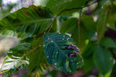 Leaves of a beech tree infected with beech leaf disease at the Middlesex Fells in Winchester. (Jesse Costa/WBUR)