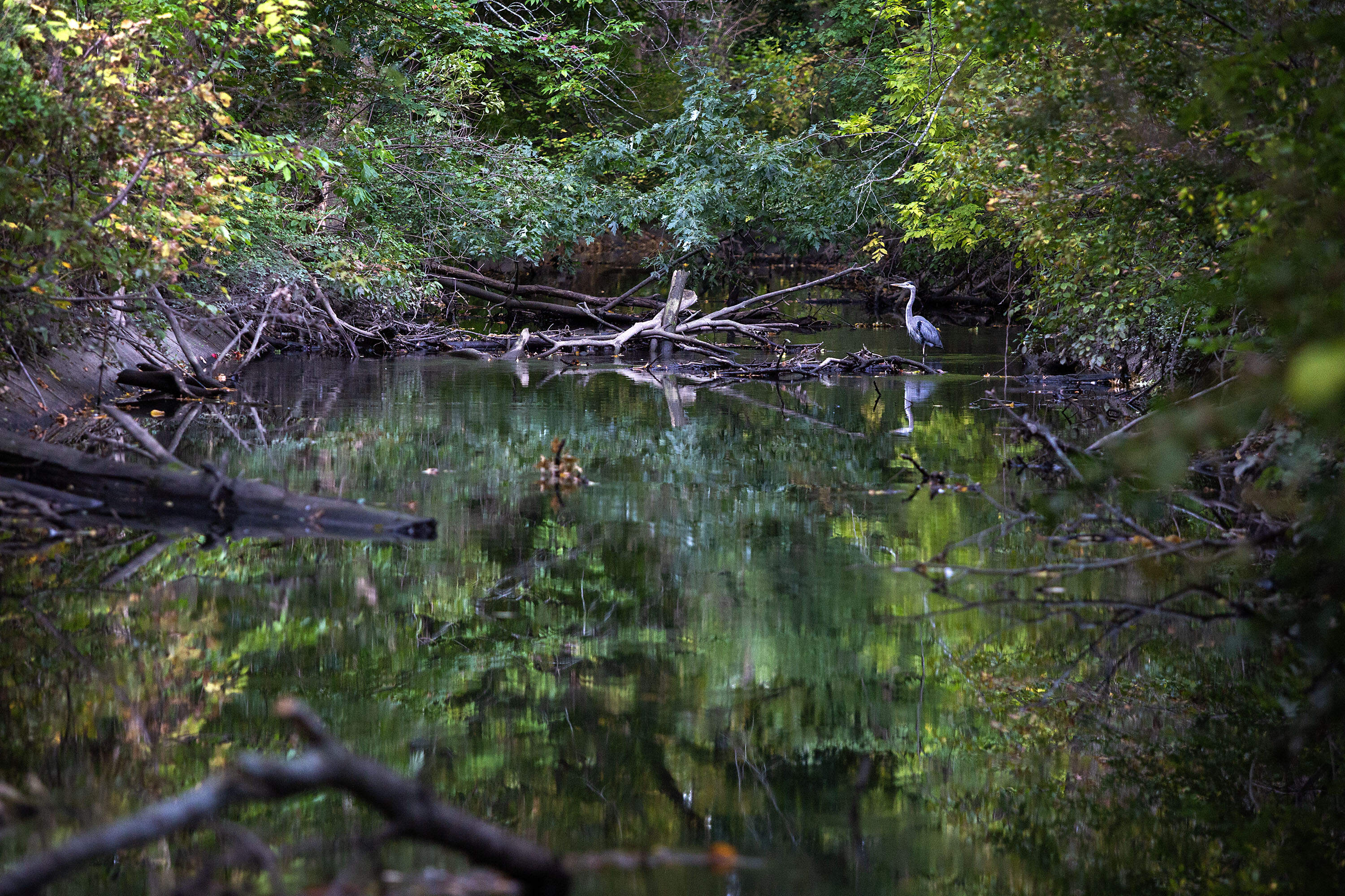 A great blue heron stands in Alewife Brook, which has five combined sewer overflow outfalls. (Robin Lubbock/WBUR)
