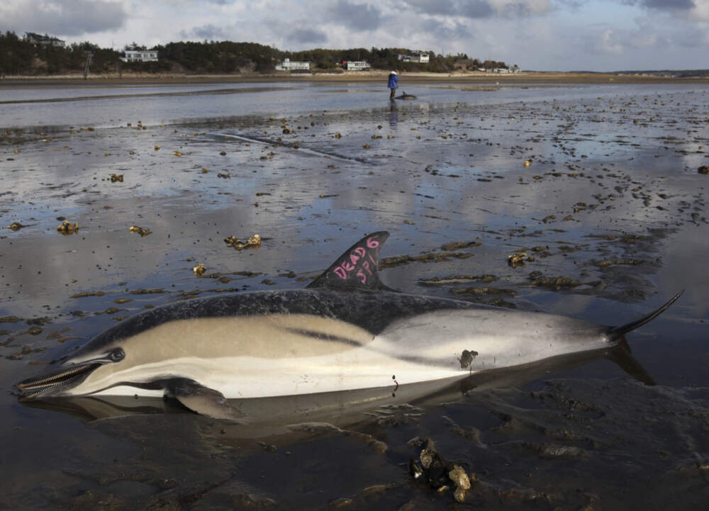 A dead common dolphin is marked as such in Wellfleet, Mass. (Julia Cumes/AP)