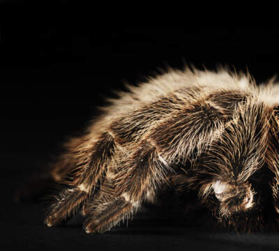 A close up of a Chilean rosehair tarantula, scientifically known as Grammostola rosea. (Henrik Sorensen/Getty Images)