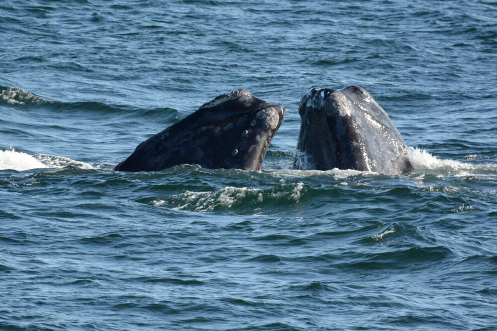 What Will It Cost to Create a Safer Ocean for Right Whales?