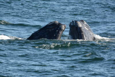 A female right whale named Sagamore with a younger unnamed male. (Courtesy New England Aquarium)