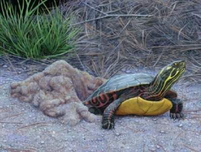 A nesting eastern painted turtle, (Courtesy of Matt Patterson)