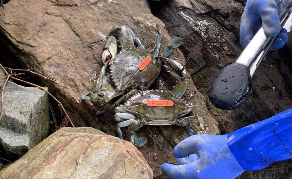 The team at Manomet attaches a tag to each blue crab, so their locations and movements can be tracked if found by fishermen and members of the public. (Nicole Ogrysko/Maine Public)