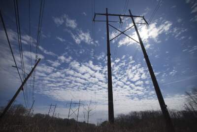 Power lines in Massachusetts. (Jesse Costa/WBUR)