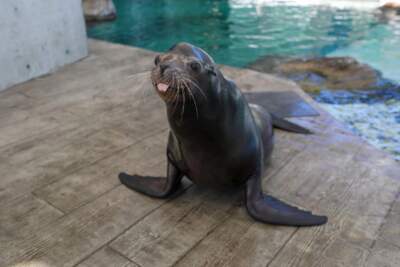 Farley, a 15-year-old male California sea lion, at his new home in Boston. (New England Aquarium via SHNS)