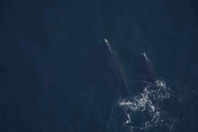 The New England Aquarium's aerial survey team spotted right whale &quot;Pediddle&quot; and her 10-month-old calf foraging in the Gulf of Maine. (Courtesy Of The New England Aquarium via Maine Public)