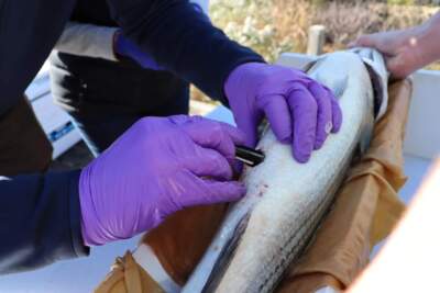 Researchers cut through the muscle of a striped bass and insert an acoustic tag inside its body cavity near the stomach. (Eve Zuckoff/CAI)