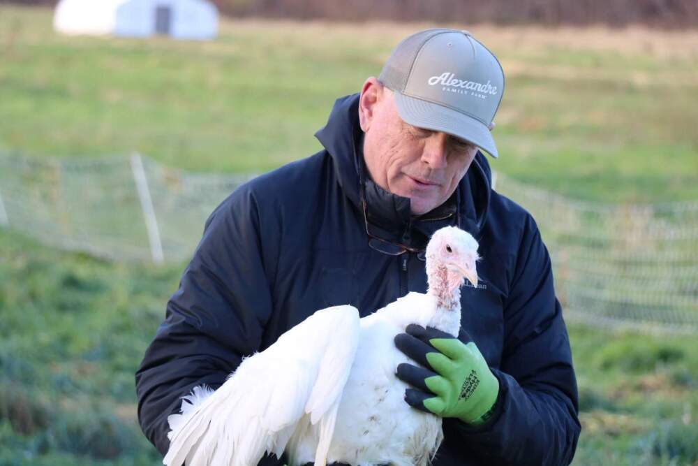 Bruce Hennesey, co-owner of Maple Wind Farm in Richmond, holds one of the turkeys he will sell for Thanksgiving this year. Hennessey's farm was flooded out this summer, and they lost more than 400 turkeys. (Howard Weiss-Tisman/ Vermont Public)