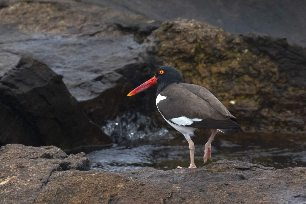 An American Oystercatcher in Maine. Courtesy Shiloh Schulte / Manomet