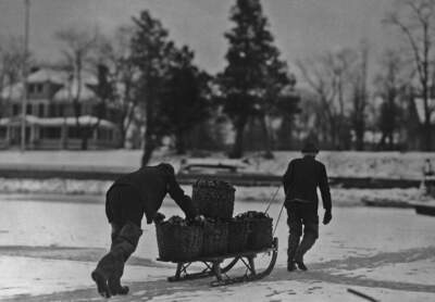 A catch of oysters is delivered to oyster houses by sled, circa 1925. (Photo by Paul Thompson/Archive Photos/Getty Images)
