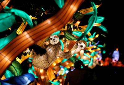 Visitors take in lantern sloths on a sold-out opening night of Boston Lights: A Lantern Experience on display at the Franklin Park Zoo until November 1 on Aug. 22, 2020 in Boston, MA. To see the exhibit tickets must be purchased online in advance. (Photo by Barry Chin/The Boston Globe via Getty Images)