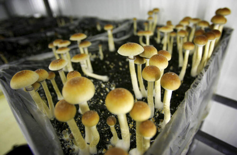 Psilocybin mushrooms in a grow room in central Netherlands. (Peter Dejong/AP)
