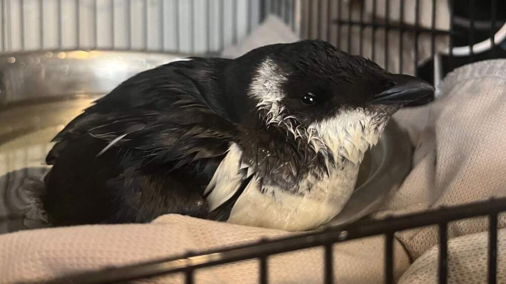 After this dovekie was found in Westmore, Vermont, Emily Knaggs with NEK Wildlife Rescue Rehabilitation took the bird in. (Courtesy of Emily Knaggs via Vermont Public)
