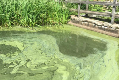 Algal bloom in Lower Mill Pond in Brewster, Massachusetts, on Aug. 5, 2022. (Courtesy Association to Preserve Cape Cod)