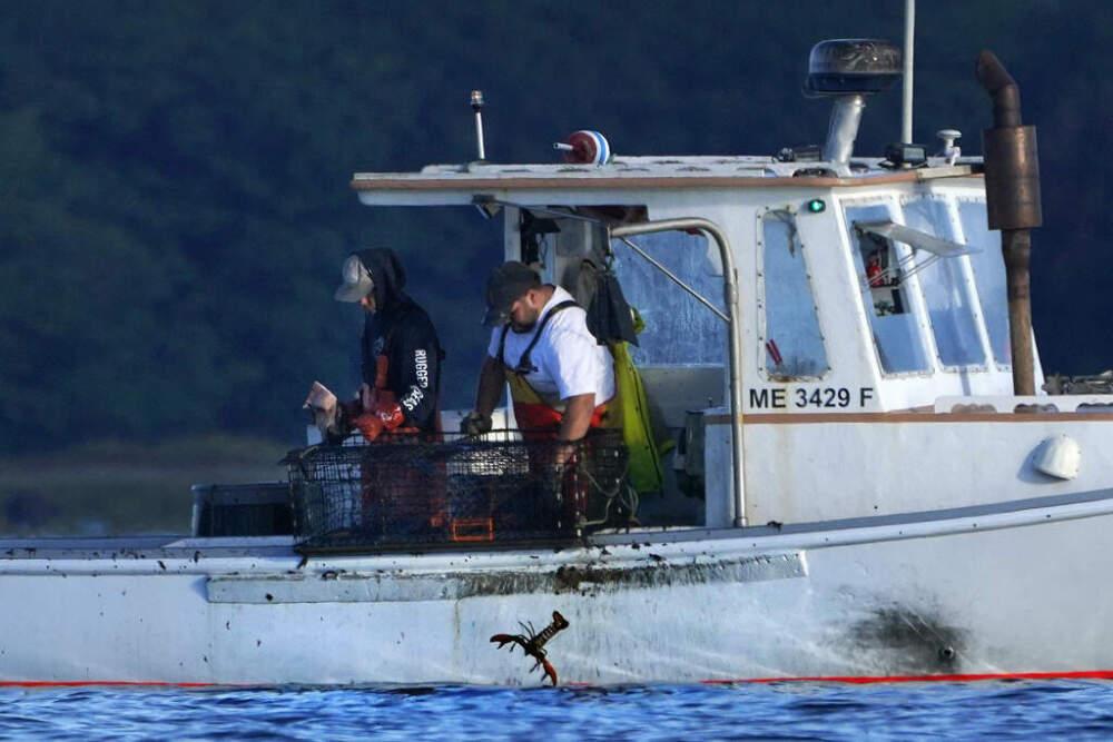A lobster fisherman drops an undersized lobster into the water while fishing off of Maine. (Robert F. Bukaty/AP)