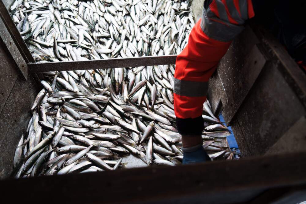 Herrings are checked on a boat. (Alessandro Rampazzo/AFP via Getty Images)
