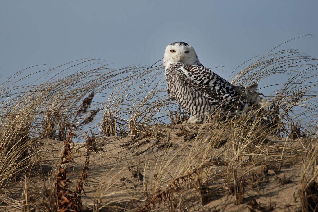 A snowy owl sits along the shore at the Parker River National Wildlife Refuge on Plum Island. (Photo by Craig F. Walker/The Boston Globe via Getty Images)
