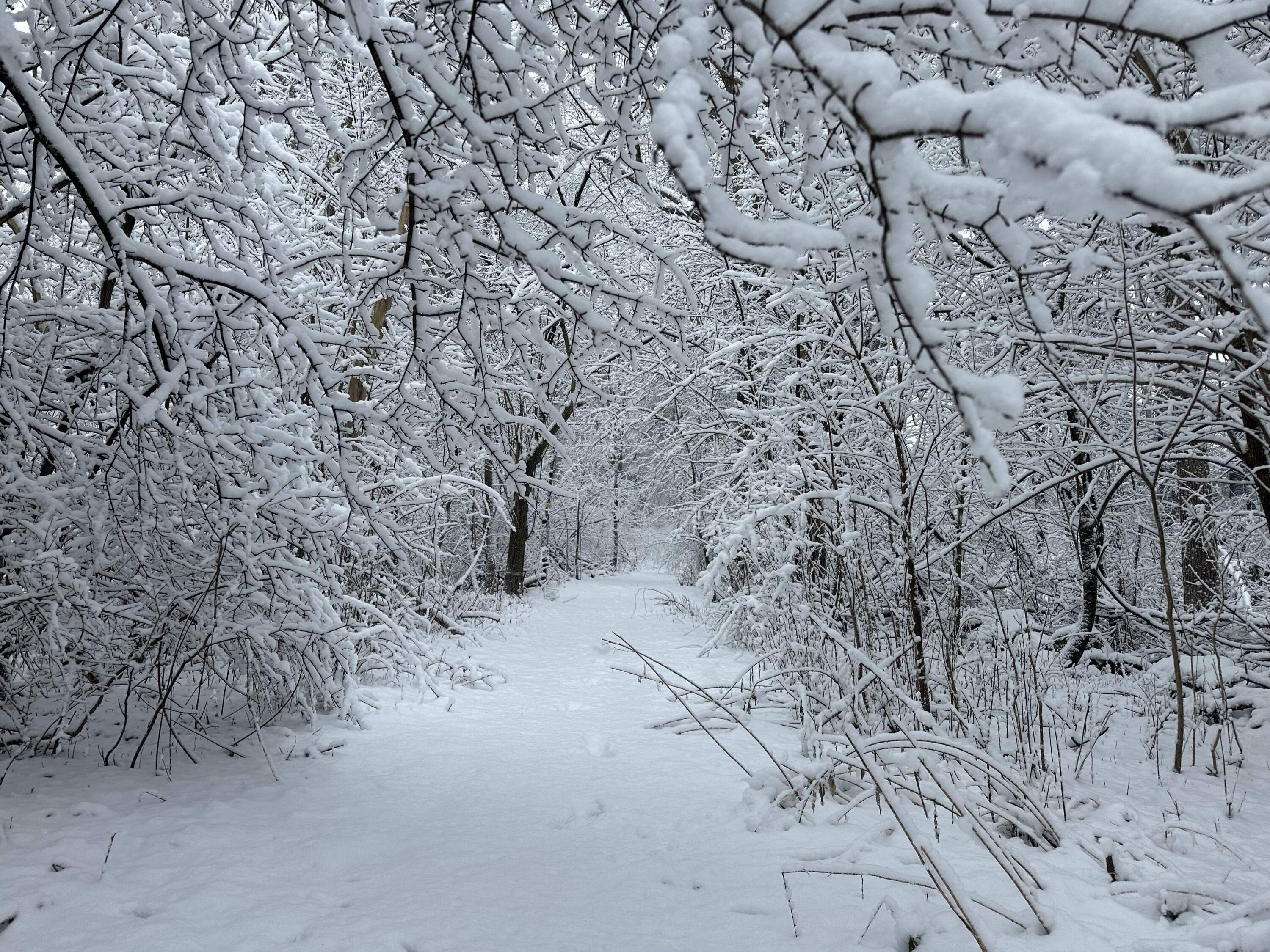 Heavy snow fell in some communities across Massachusetts as a major winter storm hit the region overnight Sunday. (Gabrielle Emanuel/WBUR)