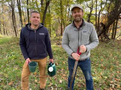 The interim director of Smith College's Botanic Garden, John Berryhill (left) stands beside associate professor of biology Jesse Bellemare at a test plot where they are growing a native Appalachian tree, the mountain magnolia, in West Whately, Massachusetts. (Carrie Healy/NEPM)