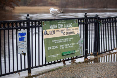 A seagull sits on a fence as high tide laps over the dock at Milton Town Landing. (Robin Lubbock/WBUR)