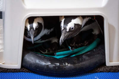 African penguins Malgas and Demersus look out from their nest box at the New England Aquarium. (Robin Lubbock/WBUR)