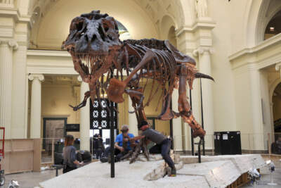 Researchers begin dismantling Sue, the Tyrannosaurus rex, at Chicago's Field Museum. (Teresa Crawford/AP)